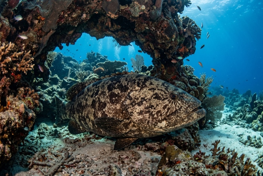 Giant Grouper — illustration