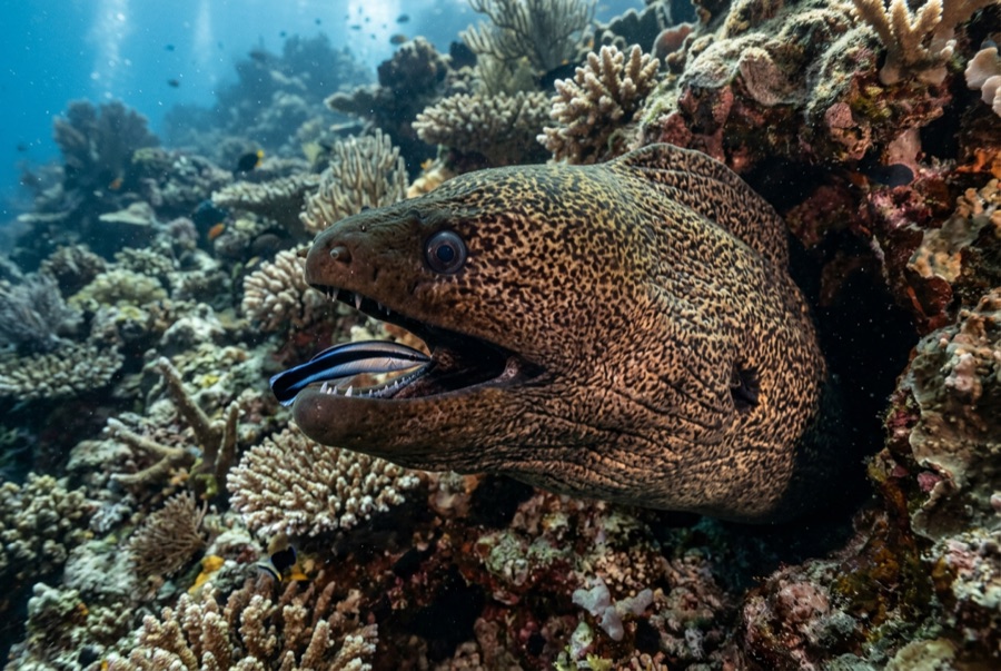 Giant Moray Eel — illustration