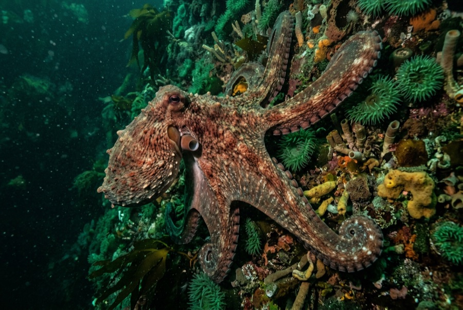Giant Pacific Octopus — illustration