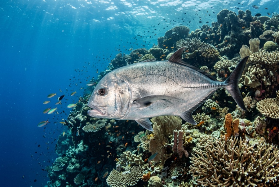 Giant Trevally — illustration
