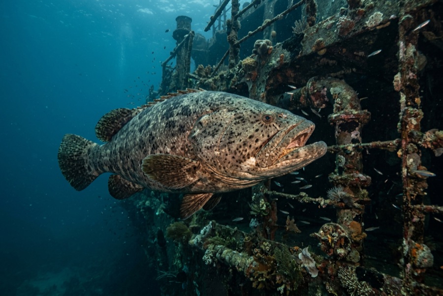 Atlantic Goliath Grouper — illustration