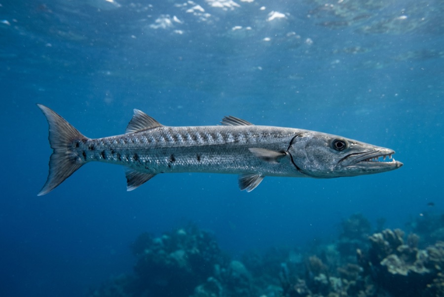 Great Barracuda — illustration