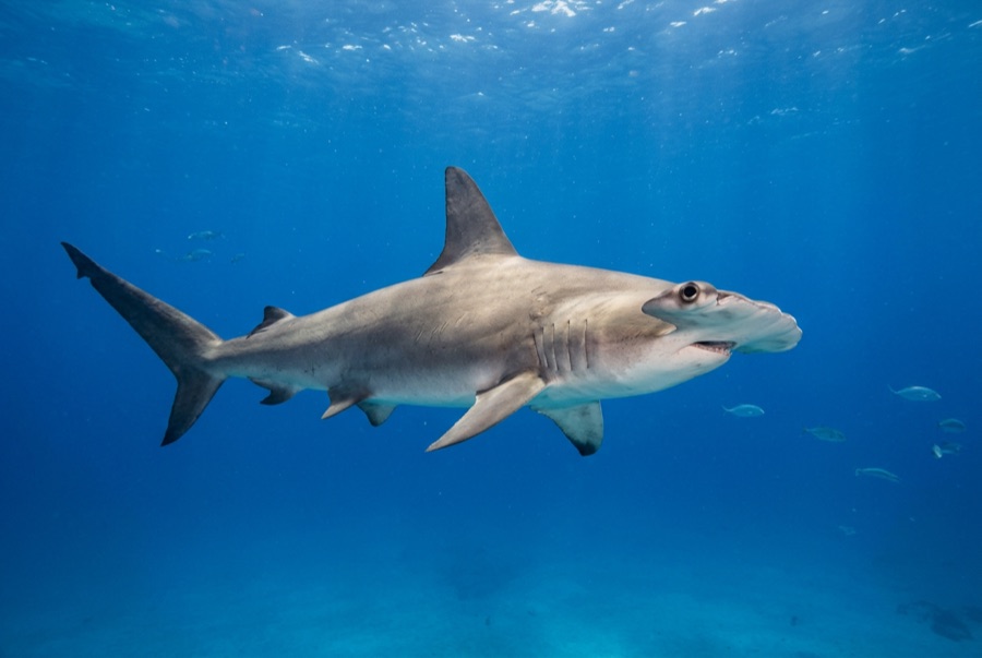 Great Hammerhead — illustration