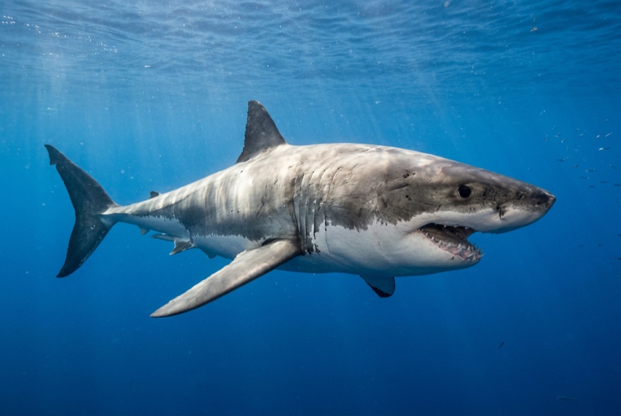Great White Shark — illustration