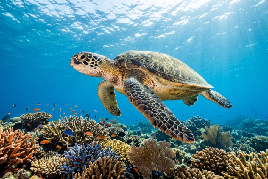 Green Sea Turtle — illustration