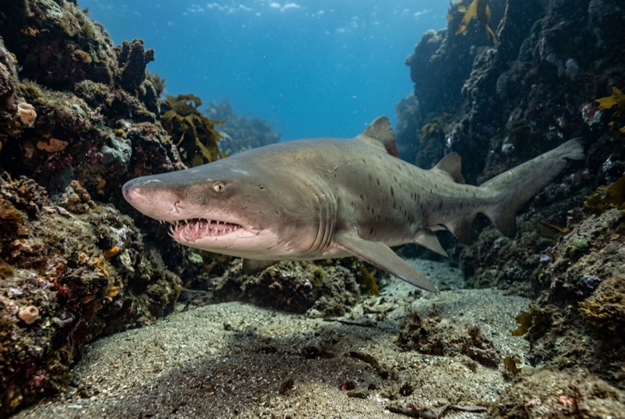Grey Nurse Shark — illustration