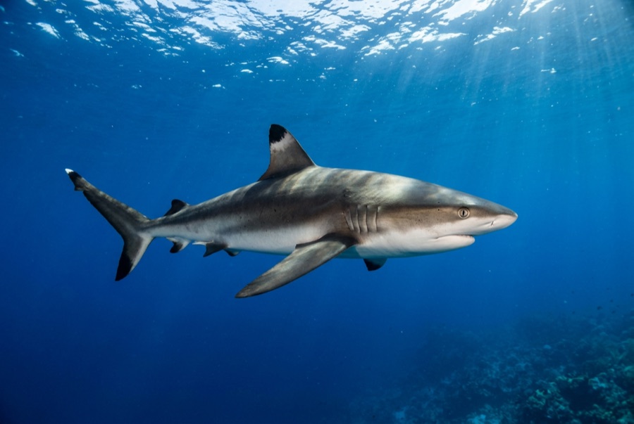 Grey Reef Shark — illustration