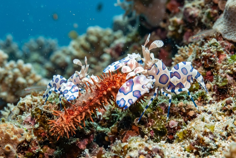 Harlequin Shrimp — illustration