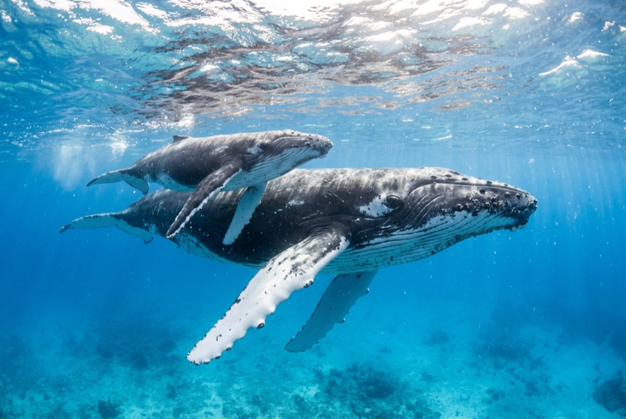 Humpback Whale — illustration