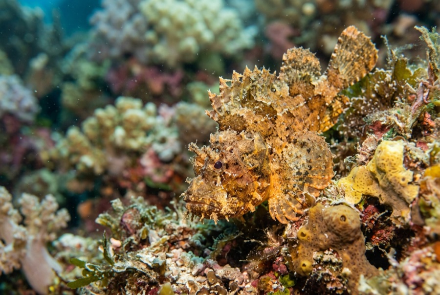 Leaf Scorpionfish — illustration