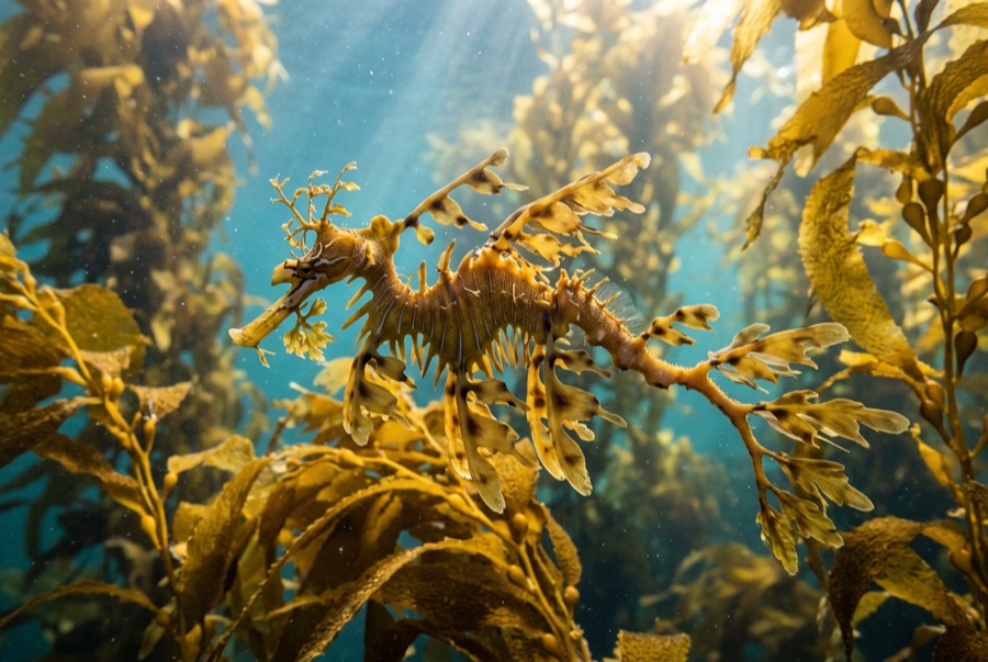 Leafy Seadragon — illustration