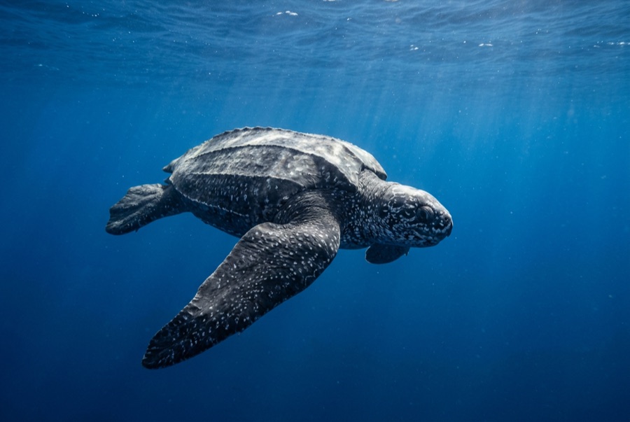 Leatherback Turtle — illustration