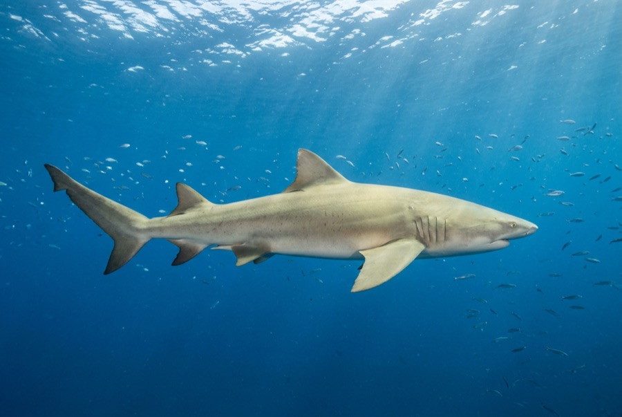 Lemon Shark — illustration