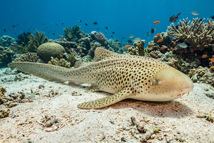 Leopard (Zebra) Shark — illustration