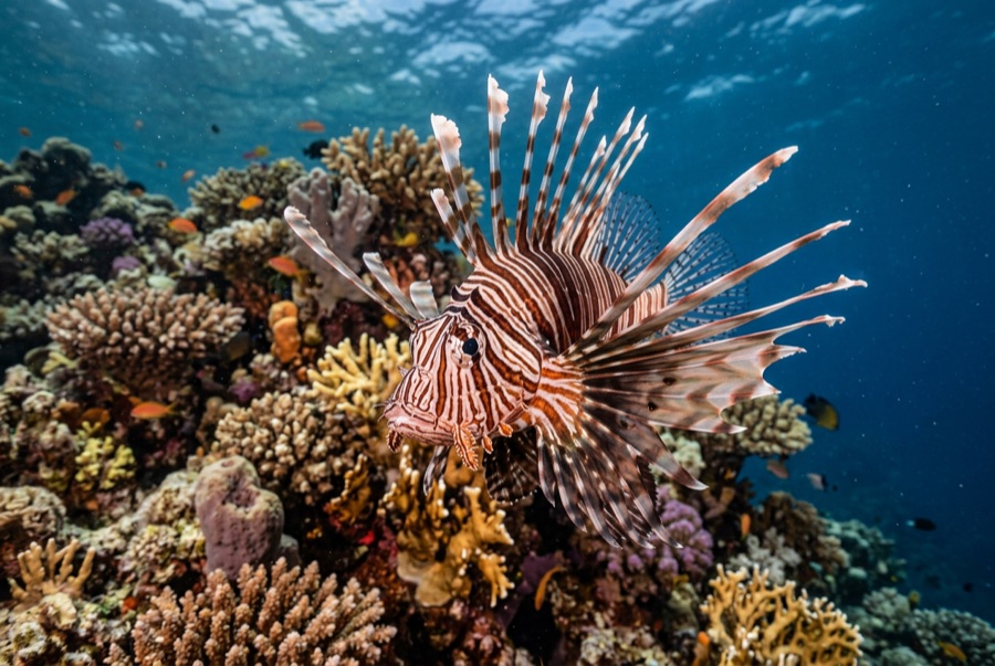 Lionfish — illustration