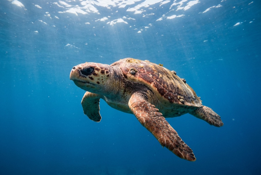 Loggerhead Turtle — illustration