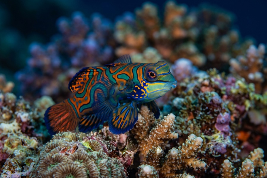 Mandarinfish — illustration