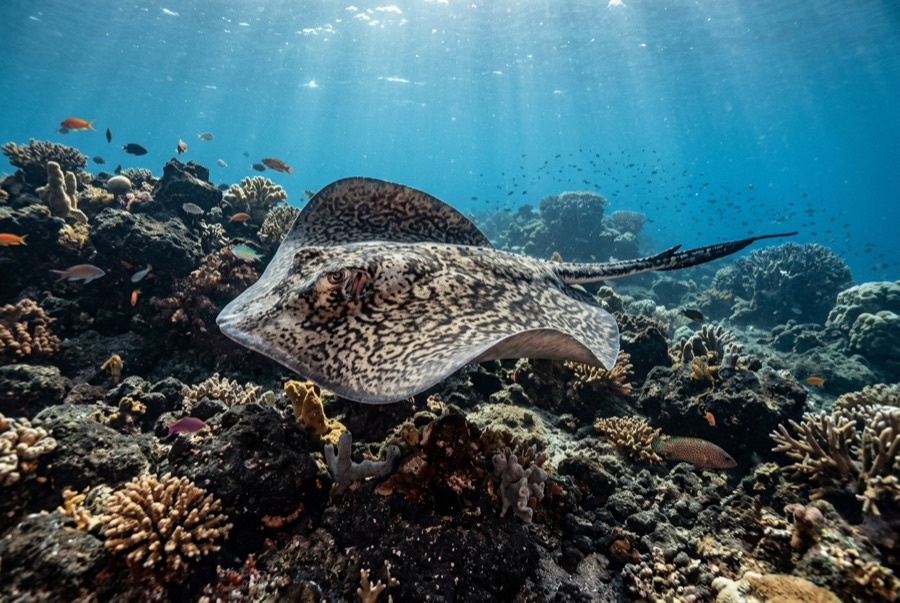 Marbled Ray — illustration