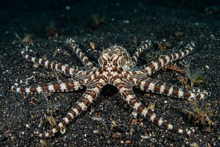 Mimic Octopus — illustration