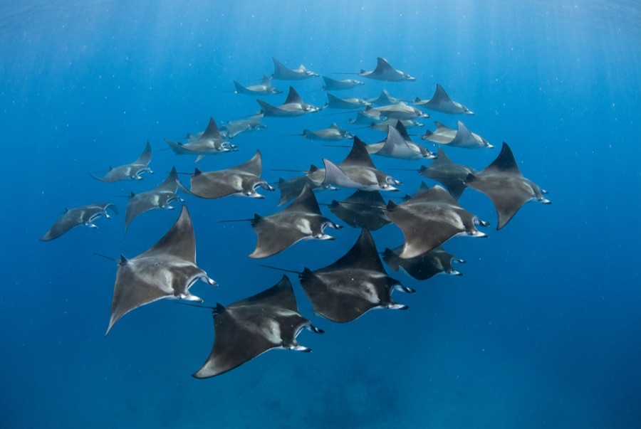 Mobula (Devil) Ray — illustration