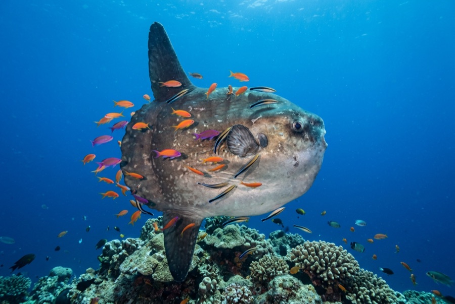 Mola Mola (Ocean Sunfish) — illustration