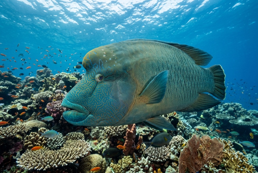 Napoleon (Humphead) Wrasse — illustration