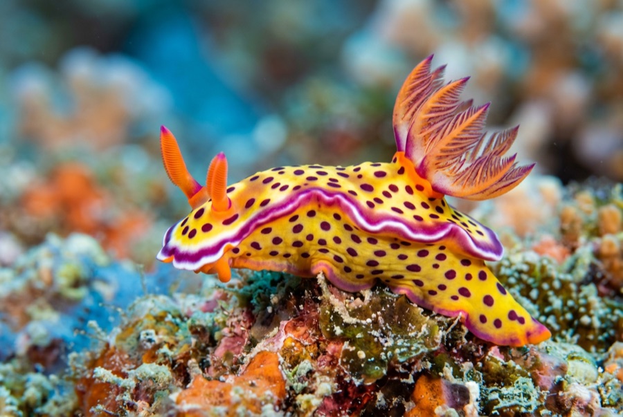 Nudibranchs — illustration