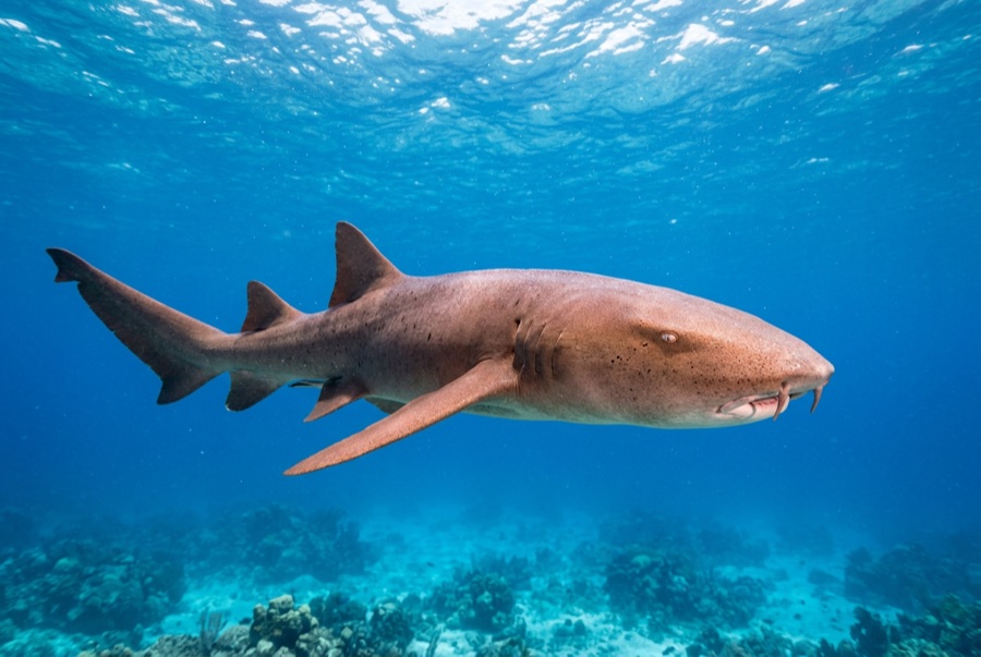Nurse Shark — illustration