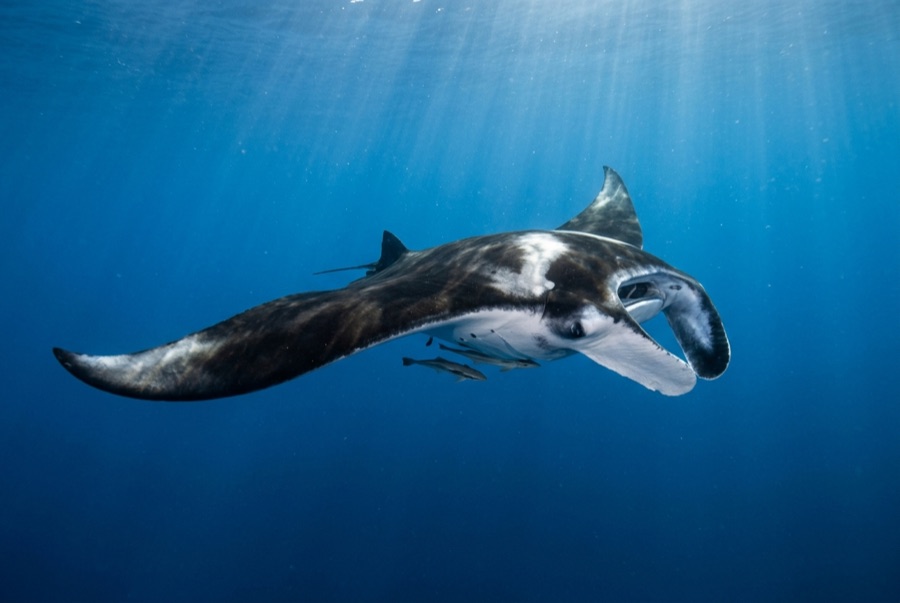 Oceanic Manta Ray — illustration