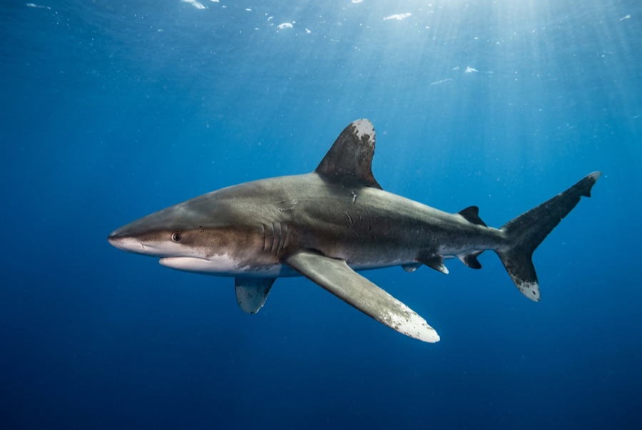 Oceanic Whitetip Shark — illustration
