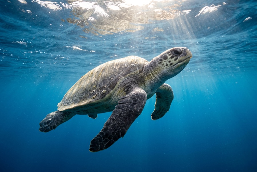 Olive Ridley Turtle — illustration