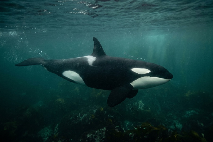 Orca (Killer Whale) — illustration