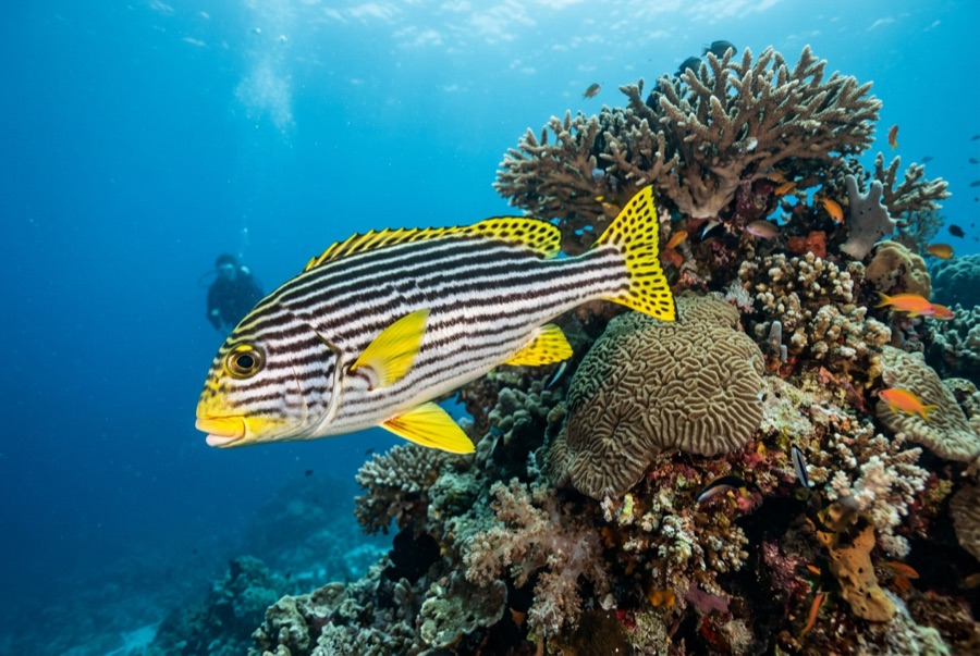 Oriental Sweetlips — illustration