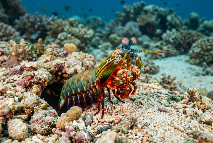 Peacock Mantis Shrimp — illustration