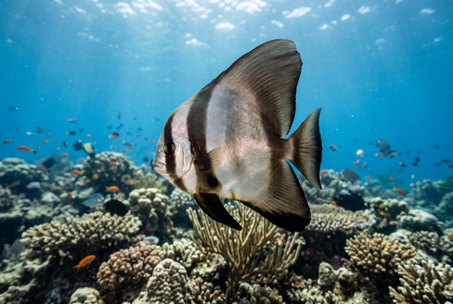 Pinnate Batfish — illustration