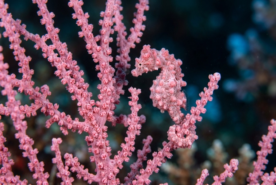 Pygmy Seahorse — illustration