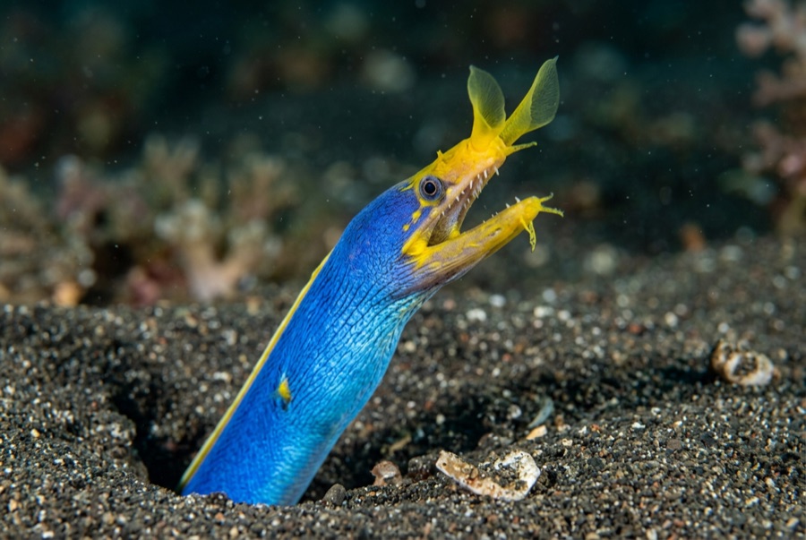 Ribbon Eel — illustration
