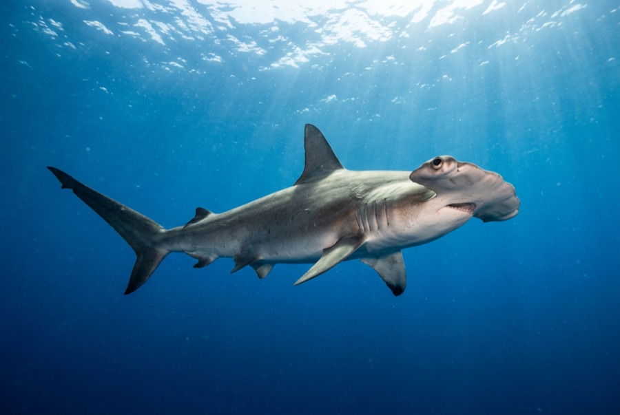 Scalloped Hammerhead — illustration