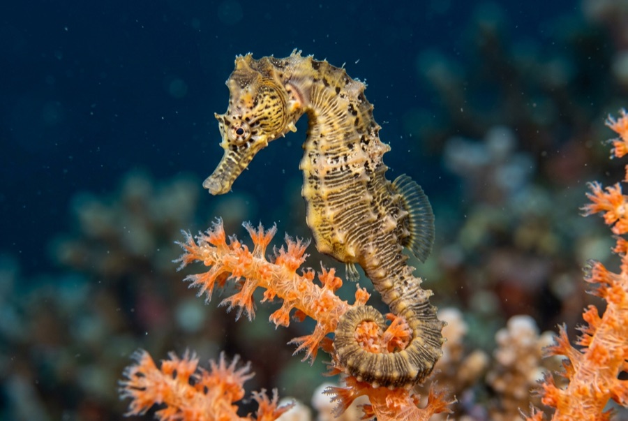 Seahorses — illustration
