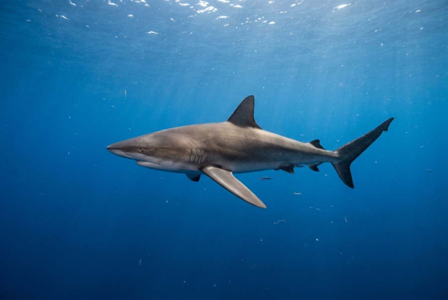 Silky Shark — illustration