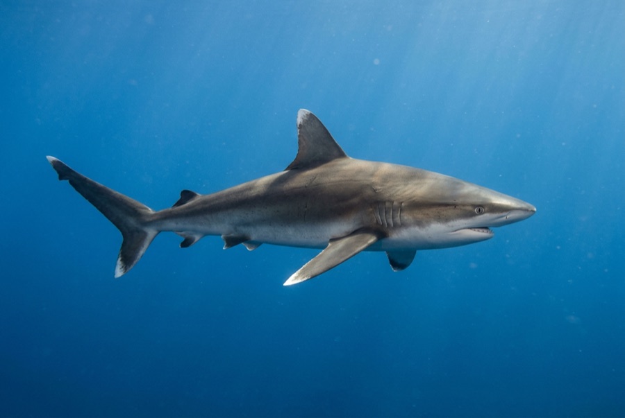 Silvertip Shark — illustration
