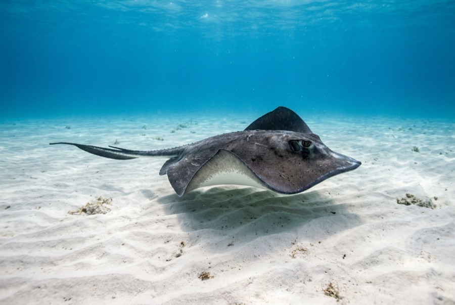 Southern Stingray