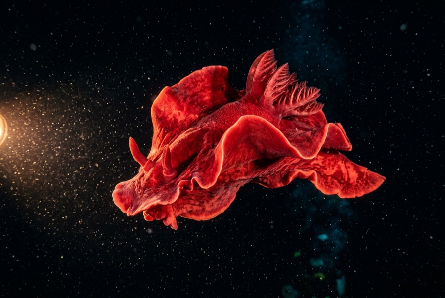 Spanish Dancer — illustration