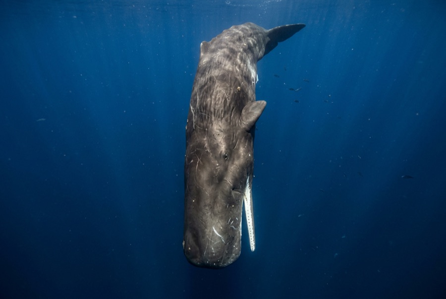 Sperm Whale — illustration