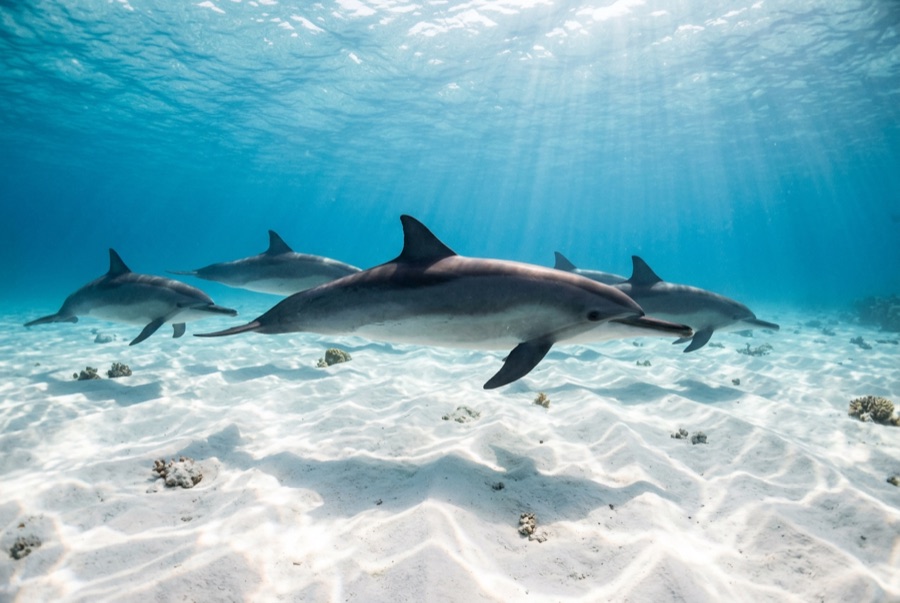 Spinner Dolphin — illustration
