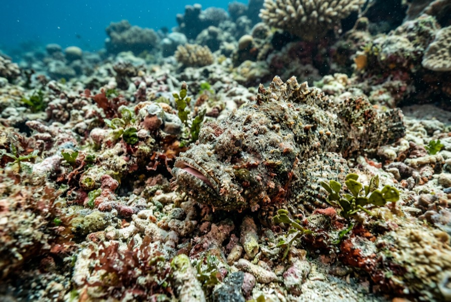 Reef Stonefish — illustration