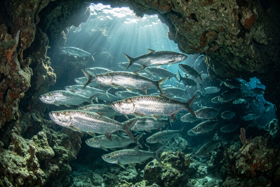 Atlantic Tarpon — illustration