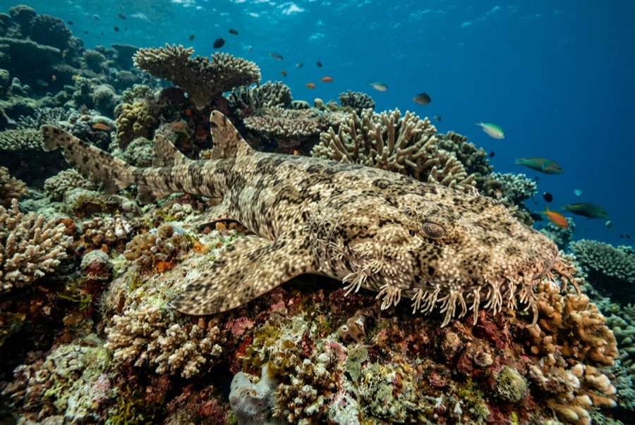 Tasselled Wobbegong — illustration