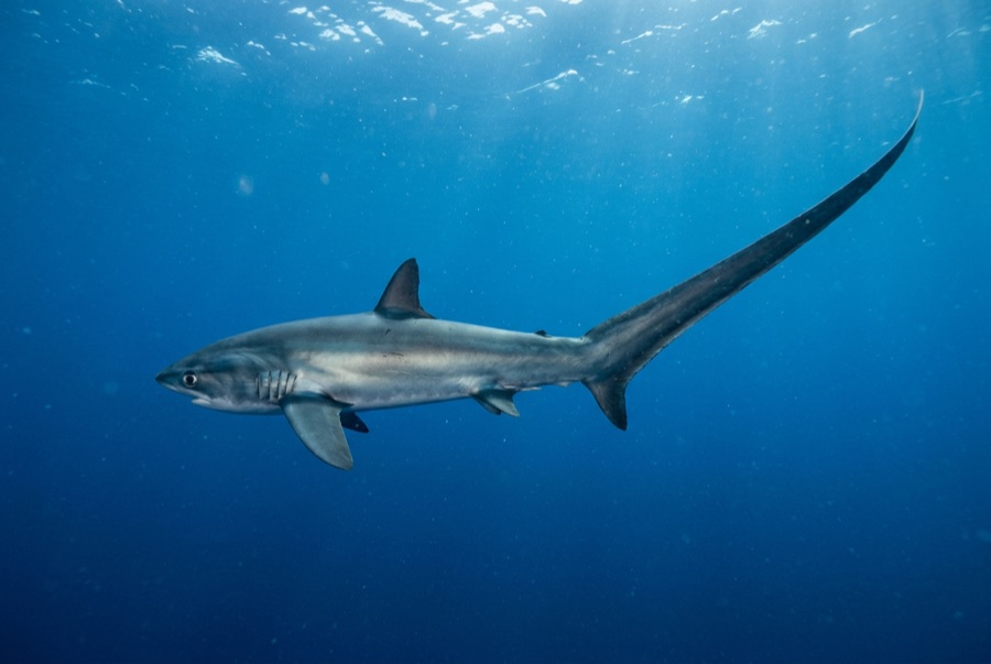 Pelagic Thresher Shark — illustration
