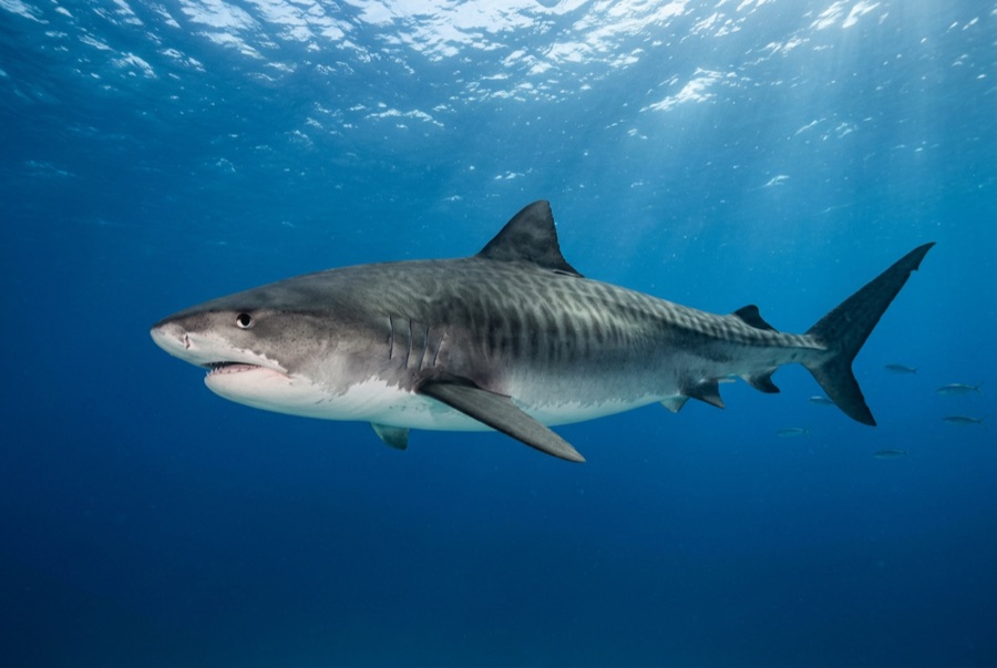 Tiger Shark — illustration